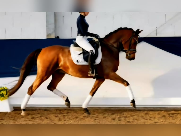Poney de selle allemand Hongre 6 Ans 153 cm Bai in Bekdorf