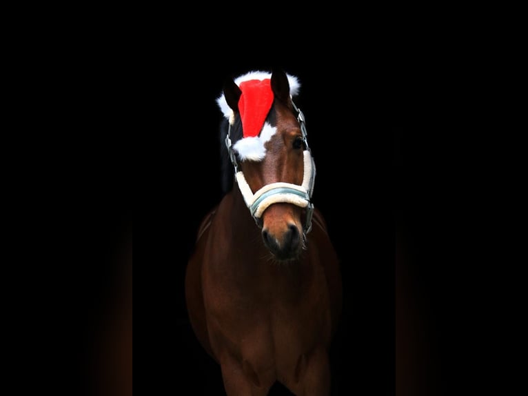 Poney de selle allemand Hongre 6 Ans 153 cm Bai in Essen