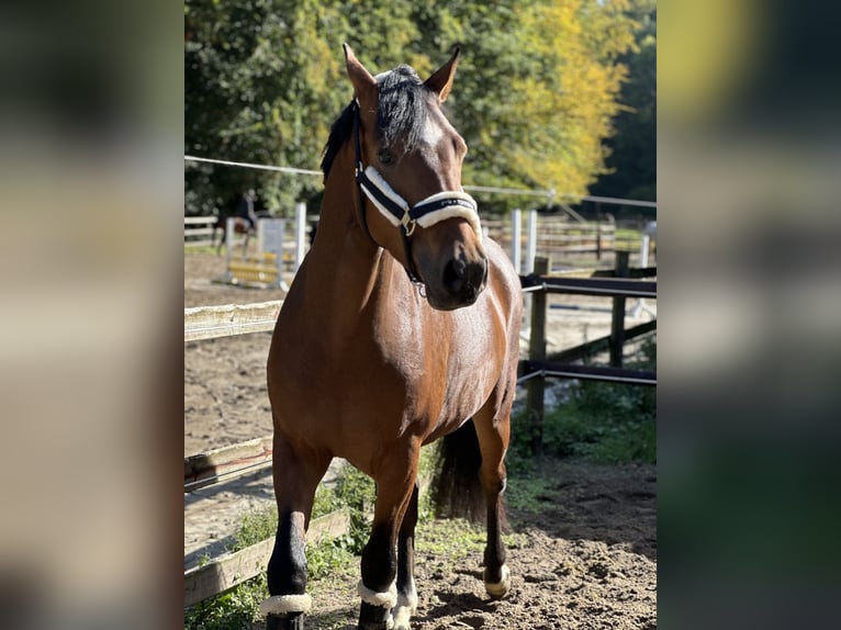 Poney de selle allemand Hongre 6 Ans 153 cm Bai in Essen