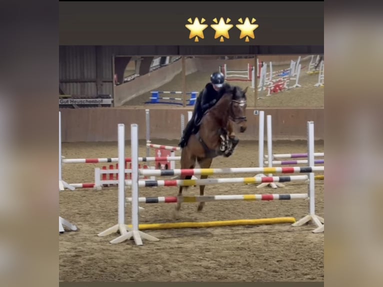 Poney de selle allemand Hongre 6 Ans 153 cm Bai in Essen