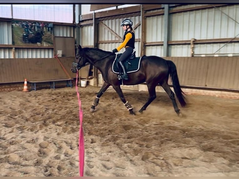 Poney de selle allemand Hongre 6 Ans 153 cm Noir in Alfhausen