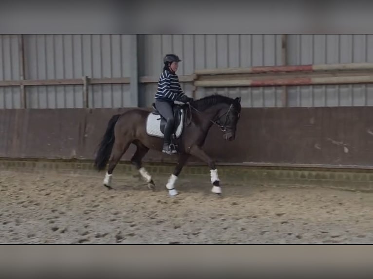 Poney de selle allemand Hongre 6 Ans 153 cm Noir in Alfhausen