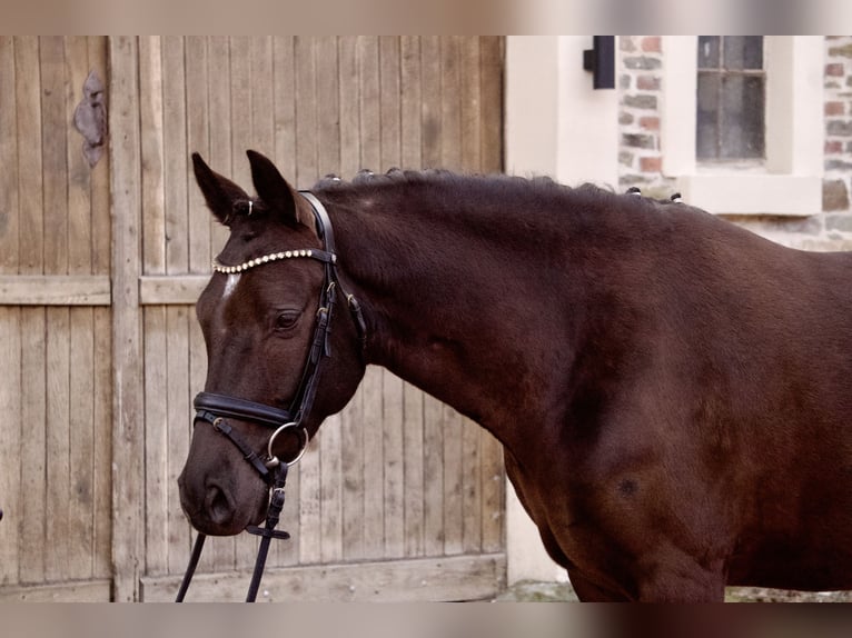Poney de selle allemand Hongre 6 Ans 153 cm Noir in Alfhausen