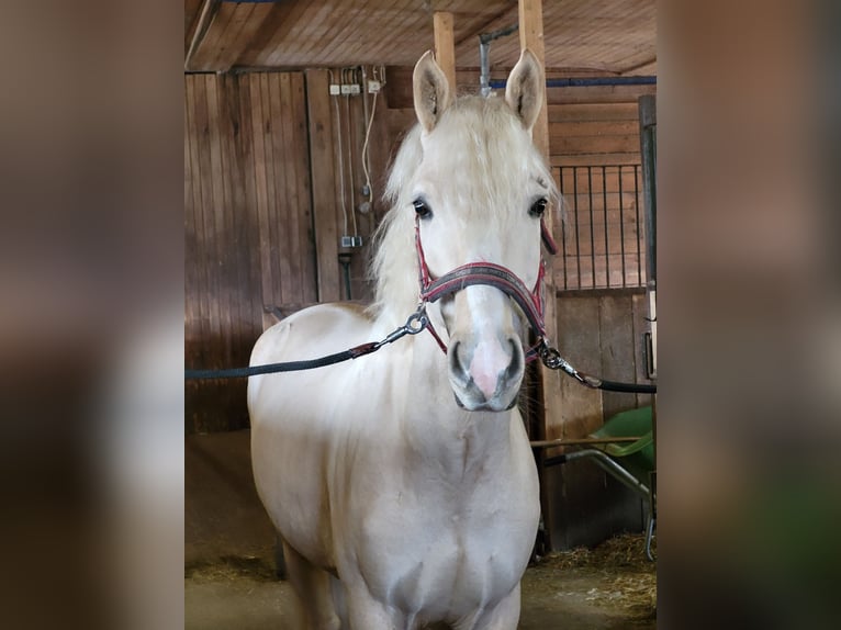 Poney de selle allemand Hongre 6 Ans 153 cm Palomino in Crailsheim