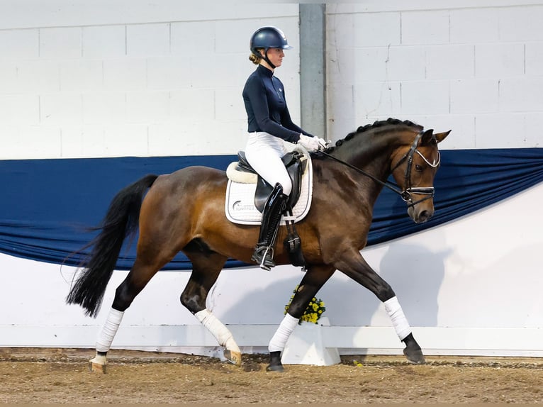 Poney de selle allemand Hongre 6 Ans 154 cm Bai brun foncé in Marsberg