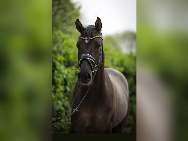 Poney de selle allemand Hongre 6 Ans 154 cm in Crailsheim