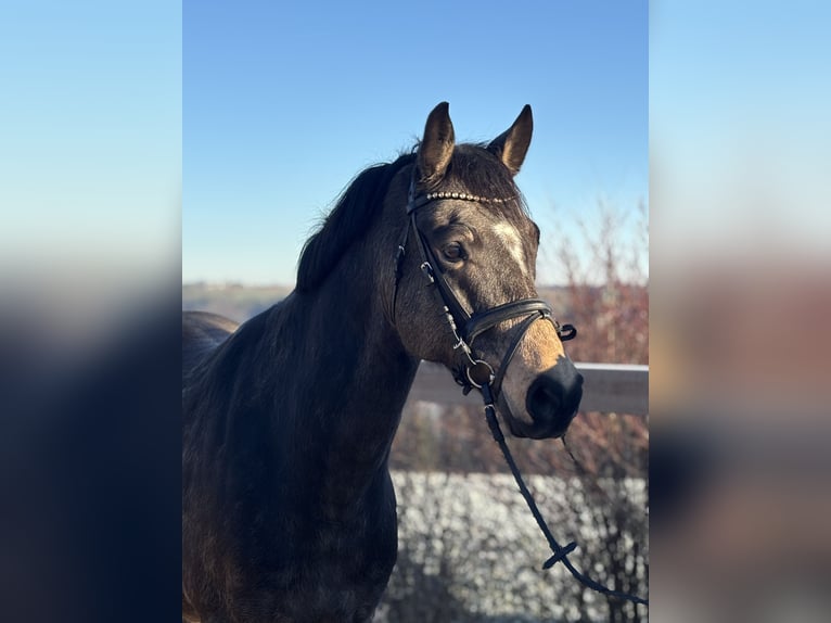 Poney de selle allemand Hongre 6 Ans 155 cm Bai in Iggingen