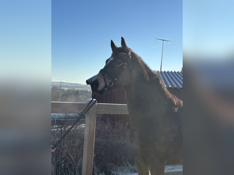 Poney de selle allemand Hongre 6 Ans 155 cm Bai in Iggingen