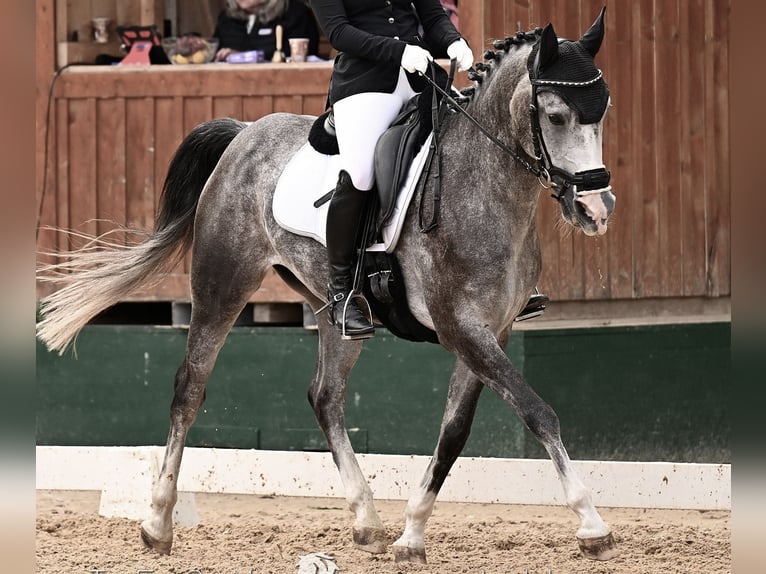Poney de selle allemand Croisé Hongre 6 Ans 155 cm Gris in Margarethen am Moos