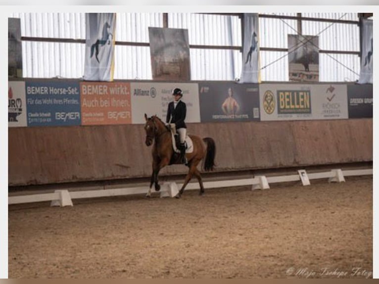 Poney de selle allemand Hongre 6 Ans 155 cm Isabelle in Wegberg
