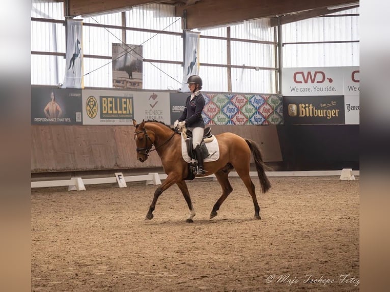 Poney de selle allemand Hongre 6 Ans 155 cm Isabelle in Wegberg