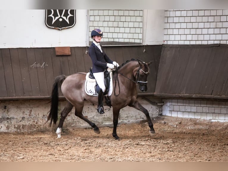 Poney de selle allemand Hongre 6 Ans 156 cm Isabelle in Lünen