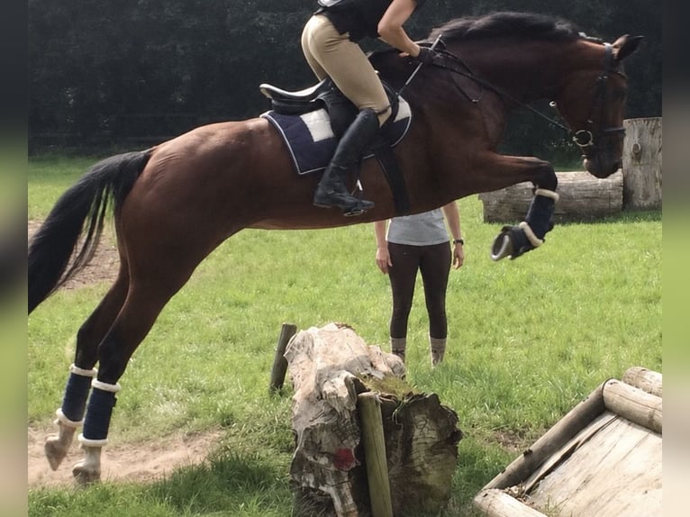 Poney de selle allemand Hongre 6 Ans 158 cm Bai in Dettenheim