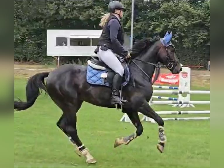 Poney de selle allemand Hongre 6 Ans 160 cm Bai brun foncé in Neuental