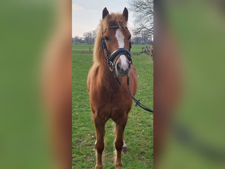 Poney de selle allemand Croisé Hongre 7 Ans 130 cm Alezan in Nordhorn