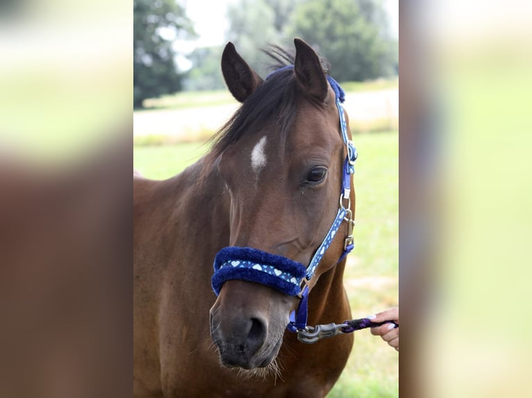 Poney de selle allemand Croisé Hongre 7 Ans 136 cm Bai in Goch