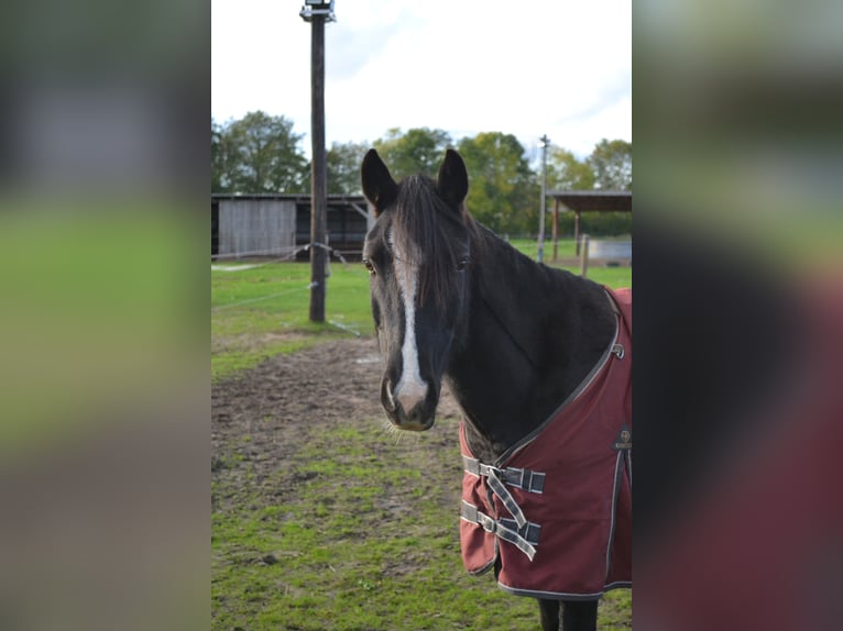 Poney de selle allemand Croisé Hongre 7 Ans 136 cm Noir in Heede