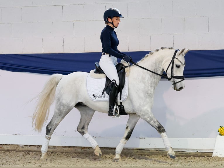 Poney de selle allemand Hongre 7 Ans 138 cm Gris in Marsberg