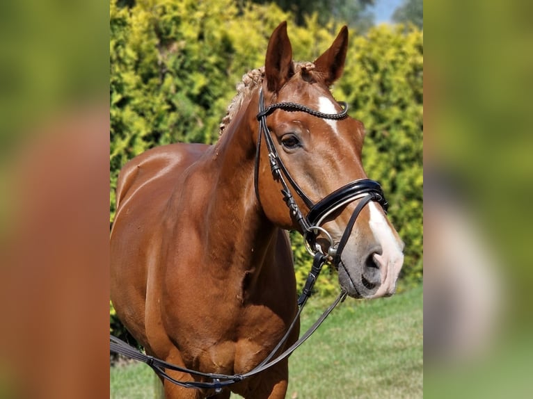 Poney de selle allemand Croisé Hongre 7 Ans 142 cm Alezan in Kaldenkirchen