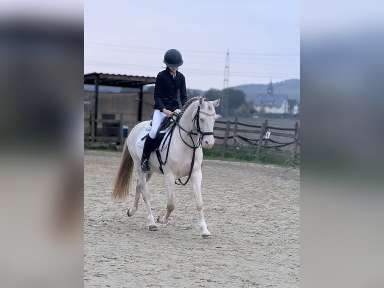 Poney de selle allemand Hongre 7 Ans 142 cm Cremello in Bergheim