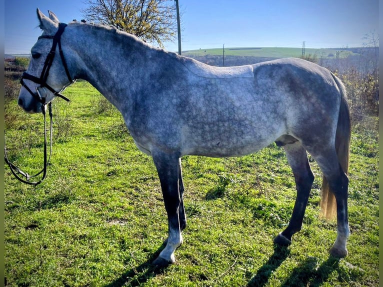 Poney de selle allemand Croisé Hongre 7 Ans 143 cm Gris in Großheide Westerende