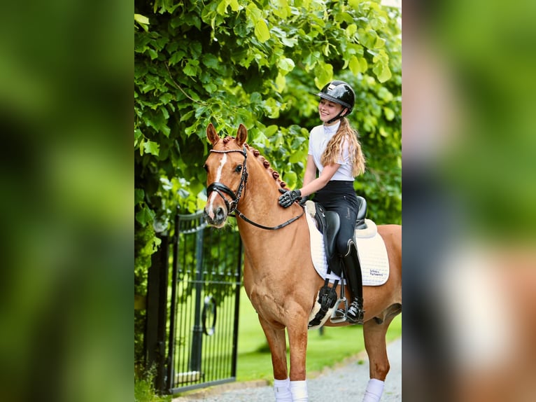 Poney de selle allemand Hongre 7 Ans 146 cm Alezan dun in Reher