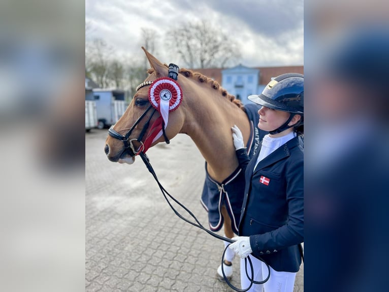 Poney de selle allemand Hongre 7 Ans 146 cm Alezan dun in Reher