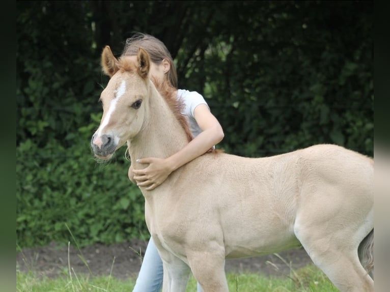 Poney de selle allemand Hongre 7 Ans 146 cm Alezan dun in Reher