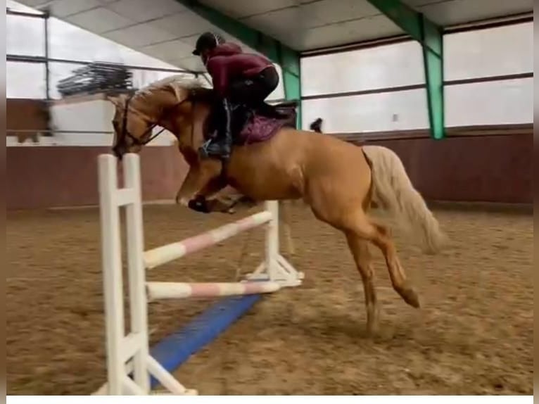Poney de selle allemand Hongre 7 Ans 146 cm Palomino in Hohne