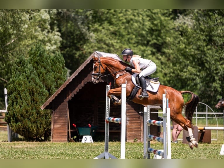 Poney de selle allemand Hongre 7 Ans 147 cm Alezan in Lengenfeld