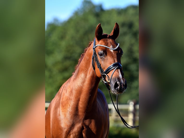 Poney de selle allemand Hongre 7 Ans 147 cm Alezan in Klötze