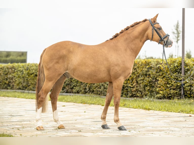 Poney de selle allemand Hongre 7 Ans 147 cm Alezan in Gomadingen