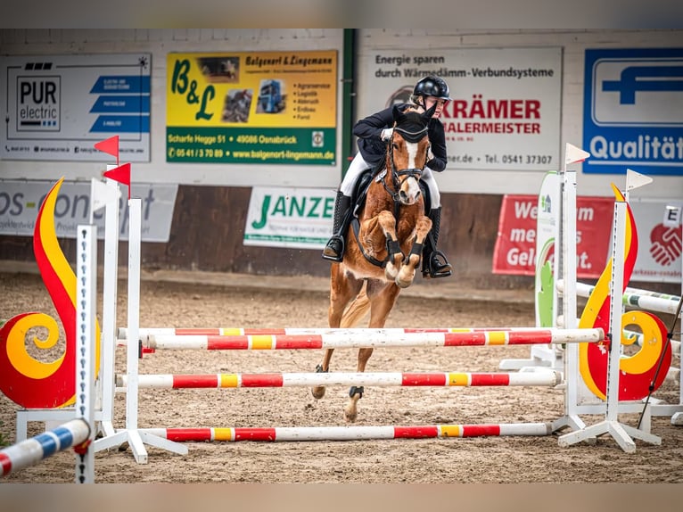 Poney de selle allemand Hongre 7 Ans 147 cm Alezan in Preußisch Oldendorf