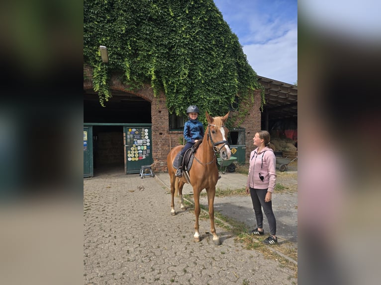 Poney de selle allemand Hongre 7 Ans 147 cm Alezan in Preußisch Oldendorf