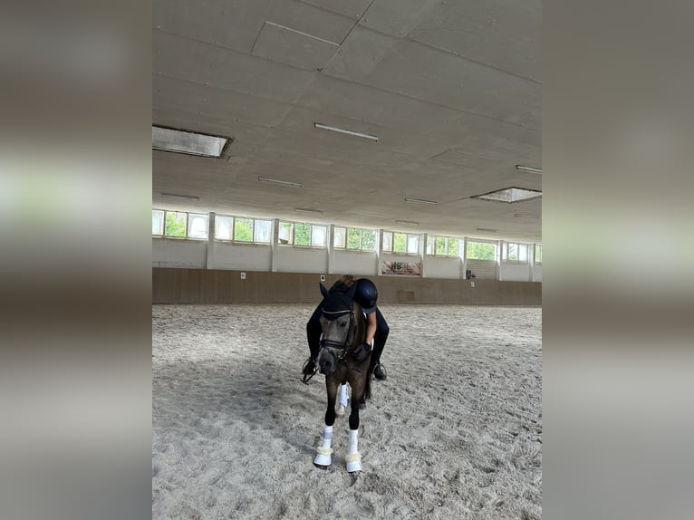 Poney de selle allemand Hongre 7 Ans 147 cm Buckskin in Kolkwitz