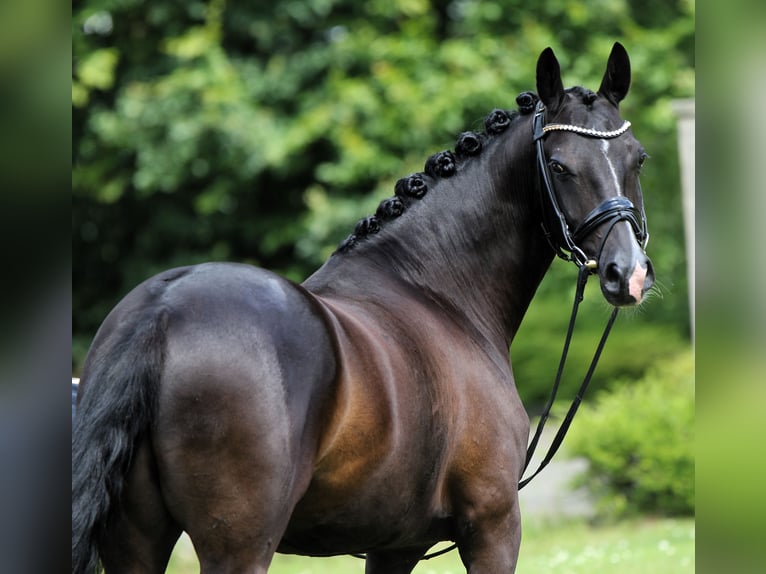 Poney de selle allemand Hongre 7 Ans 147 cm Noir in Rehburg-Loccum M&#xFC;nchehagenLoccum