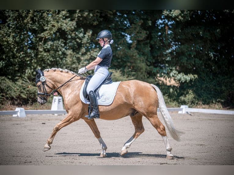 Poney de selle allemand Hongre 7 Ans 147 cm Palomino in Ennigerloh