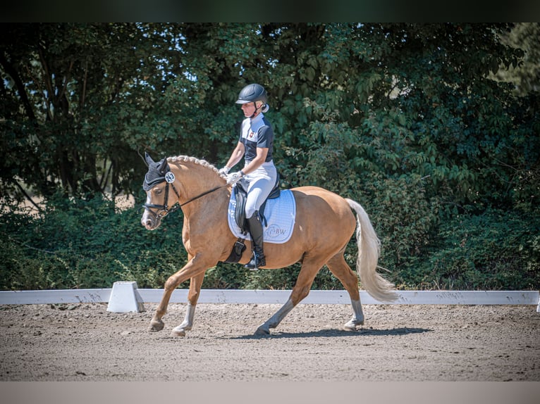Poney de selle allemand Hongre 7 Ans 147 cm Palomino in Ennigerloh