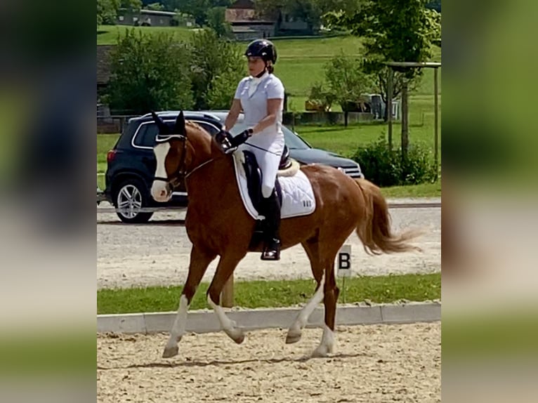 Poney de selle allemand Hongre 7 Ans 148 cm Alezan in Aesch (Neftenbach)