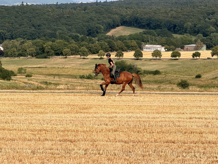 Poney de selle allemand Hongre 7 Ans 148 cm Alezan in Rheinbach