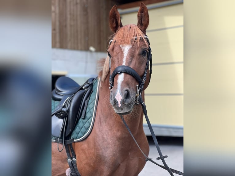 Poney de selle allemand Hongre 7 Ans 148 cm Alezan in Entlebuch
