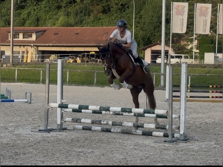 Poney de selle allemand Hongre 7 Ans 148 cm Alezan in Entlebuch
