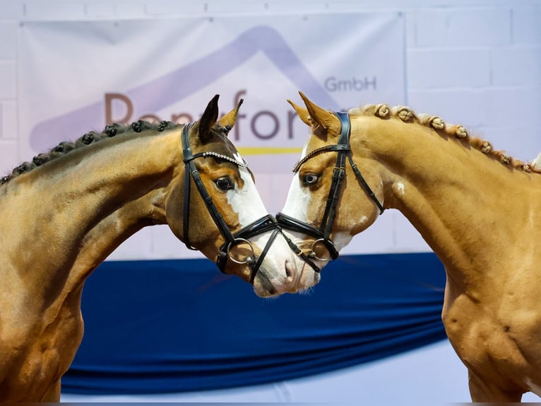 Poney de selle allemand Hongre 7 Ans 148 cm Alezan in Marsberg