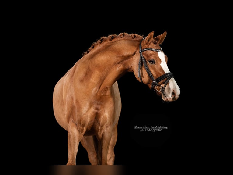 Poney de selle allemand Hongre 7 Ans 148 cm Alezan in Herrenberg