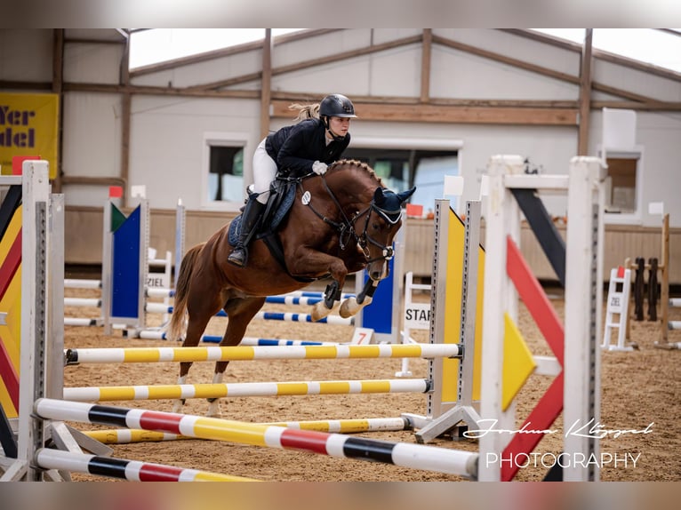 Poney de selle allemand Hongre 7 Ans 148 cm Alezan in Schemmerhofen