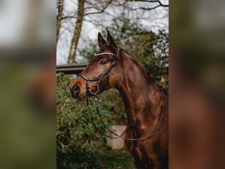 Poney de selle allemand Hongre 7 Ans 148 cm Bai in Kirchlengern