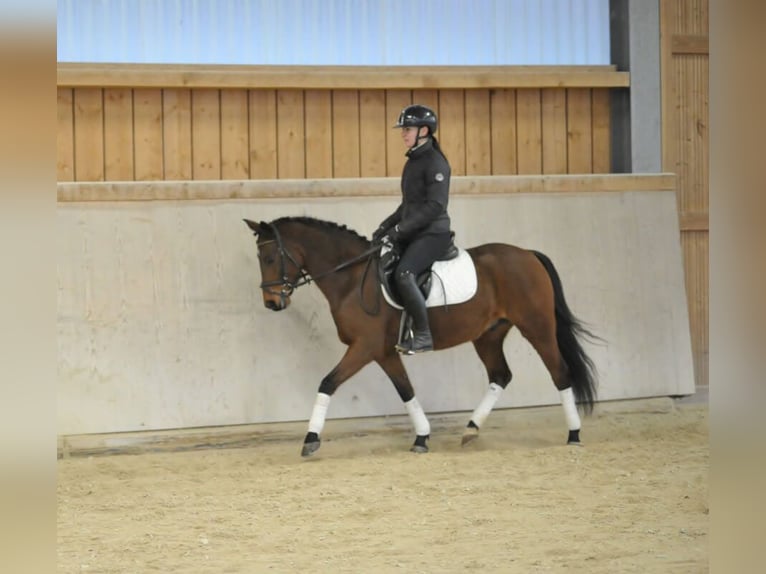 Poney de selle allemand Hongre 7 Ans 148 cm Bai in Wellheim