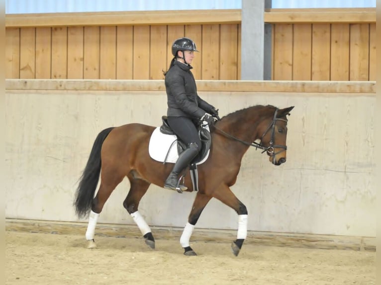 Poney de selle allemand Hongre 7 Ans 148 cm Bai in Wellheim