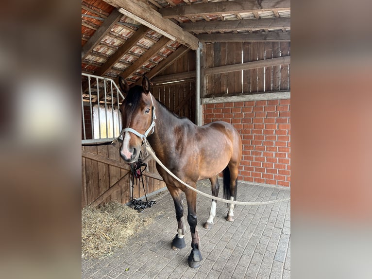 Poney de selle allemand Hongre 7 Ans 148 cm Bai in Uelsen