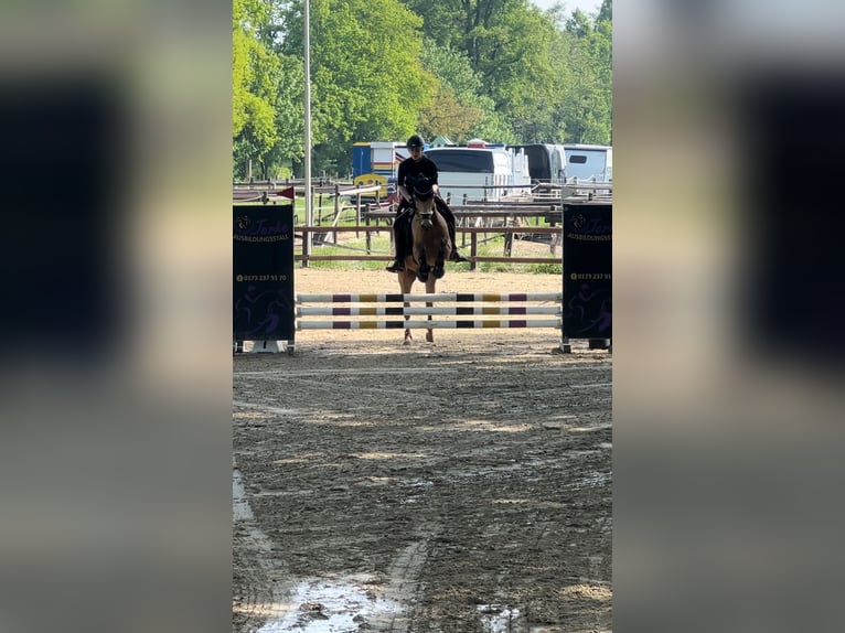 Poney de selle allemand Hongre 7 Ans 148 cm Buckskin in Essen